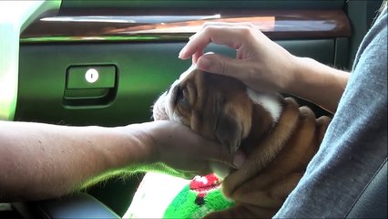 Bere s BullDog Adventures Part 1 - Bere comes home