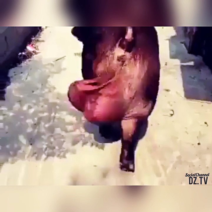 Bobo 