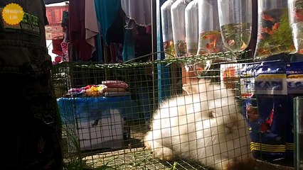 funny and cute rabbit in sunday flea market