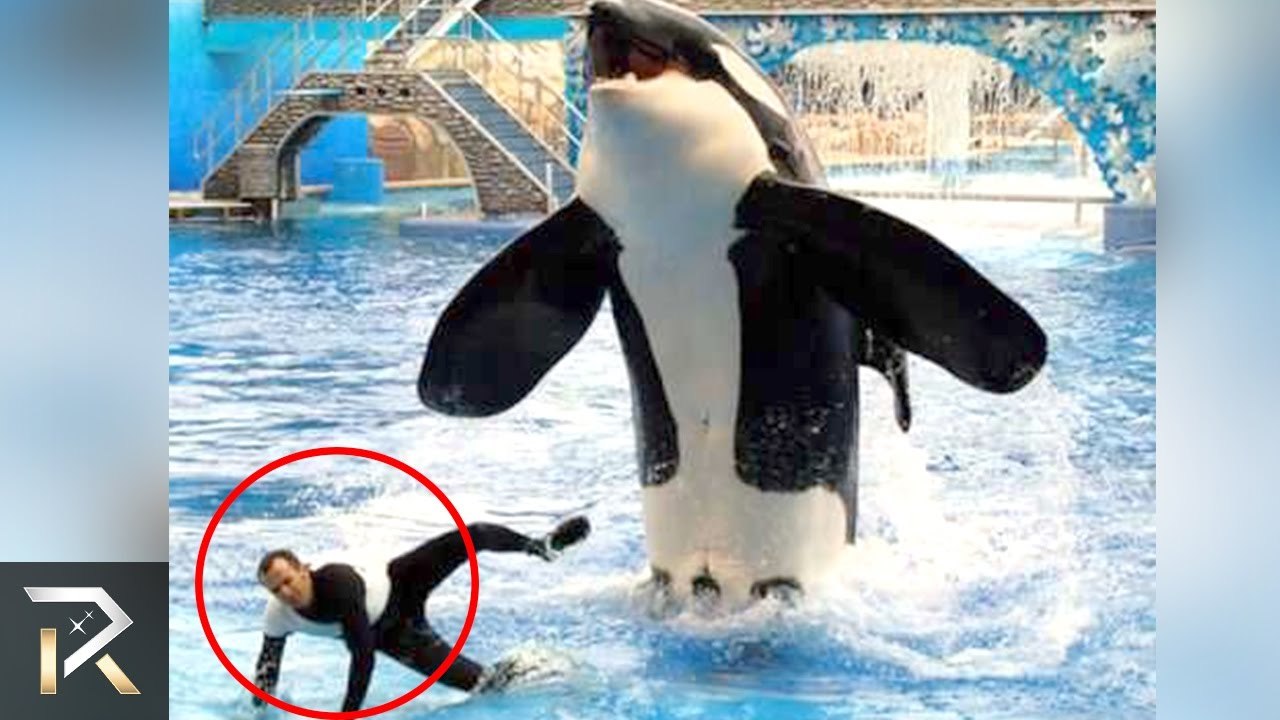 Most Dangerous Whales! (30 Facts You Won't Believe)
