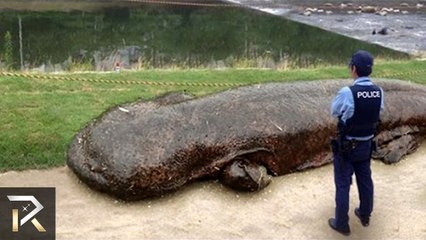 Tadpoles Falling From Sky in Japan! (30 Facts You Won't Believe!)