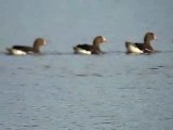 Lesser white-fronted Geese