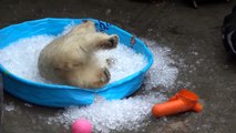 Ce bébé ours blanc joue dans une piscine de glaçons !