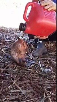 Ce tatou avait très très soif!