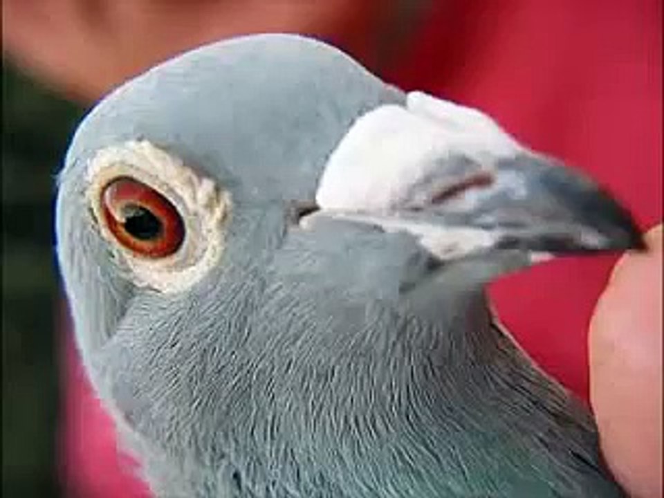 ik kan van jou geen afscheid nemen - frans bauer-asu4B5rJtro-HQ