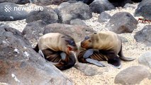 Baby sea lions play together in the Galapagos Islands