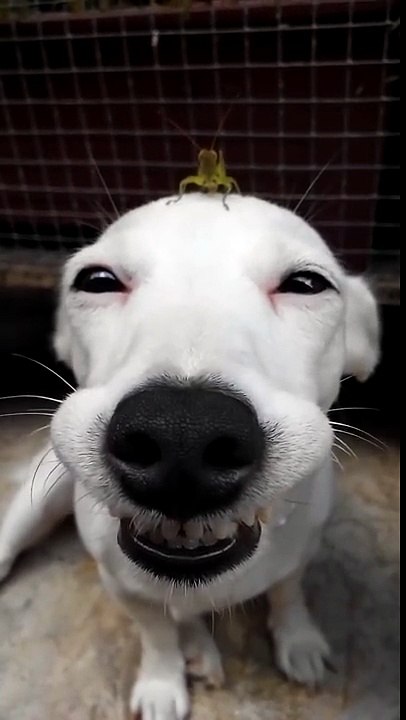 Chirping Cricket Crown (Part 1)