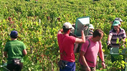 Dans le Médoc, le Château Montrose se convertit au bio