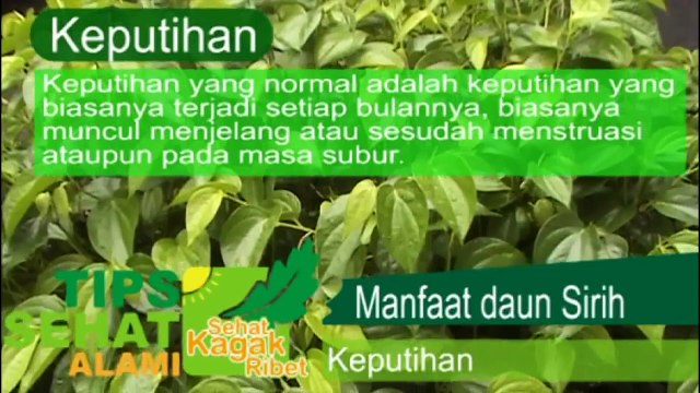 Cara Mengatasi Keputihan pada Wanita Secara Alami: Manfaat Daun Sirih