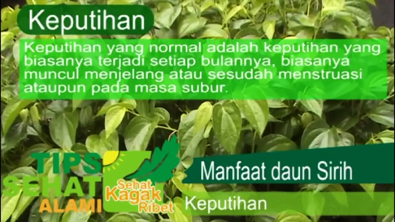 Cara Mengatasi Keputihan pada Wanita Secara Alami: Manfaat Daun Sirih