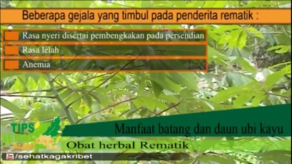 CARA MENGATASI RADANG SENDI - REMATIK Dengan Singkong