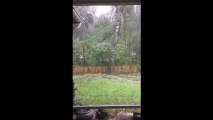 Un arbre déraciné en 2 secondes par la puissance extrême de l'ouragan Matthew