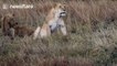 Naughty lion cubs play while lioness gets some peace and quiet