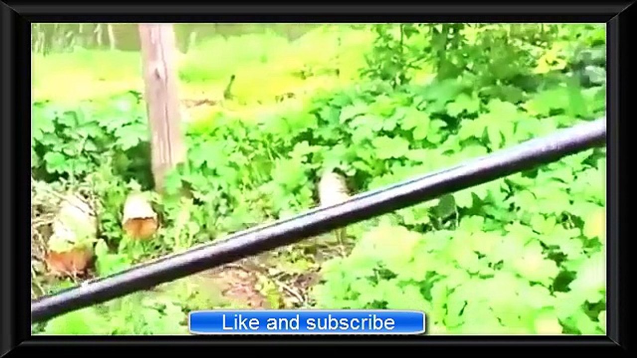 Best hot funny video