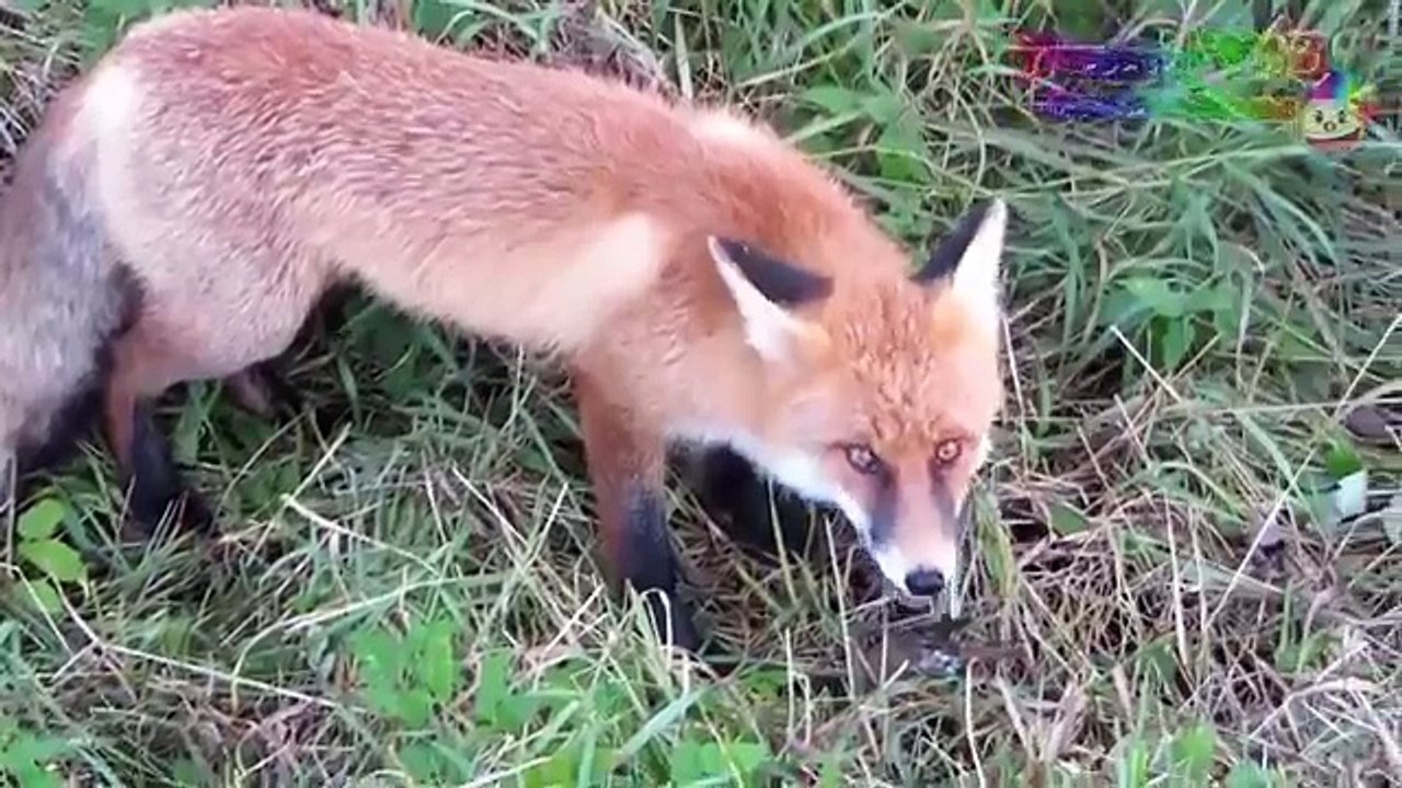 Funny Foxes Compilation