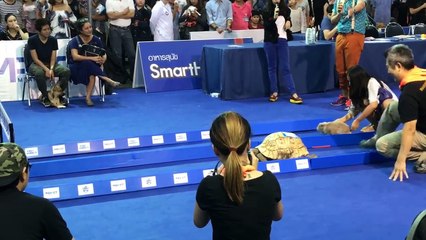 Une tortue bat un lièvre lors d'une course !