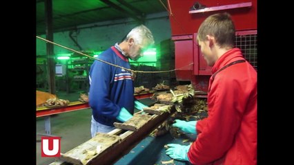 La production d'endives