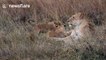 Lioness defends cubs from swooping eagle