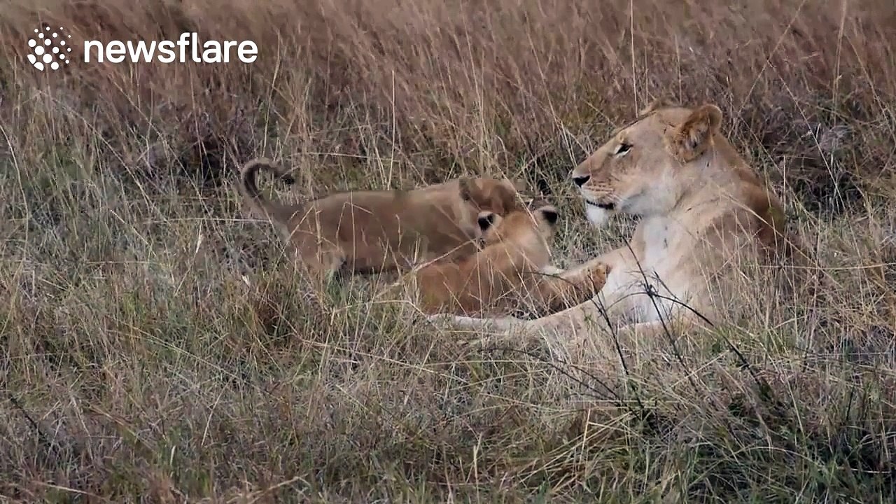 Lioness defends cubs from swooping eagle