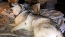 Un Husky non vuole alzarsi. Ecco come cerca di convincere la sua padrona a restare nel letto