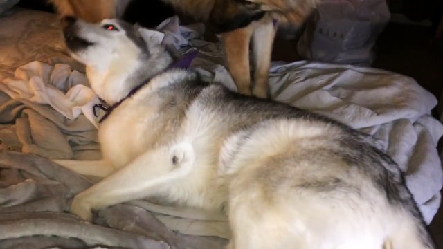 Un Husky non vuole alzarsi. Ecco come cerca di convincere la sua padrona a restare nel letto