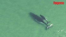 Australie: un baleineau tente de sauver sa mère échouée sur le sable