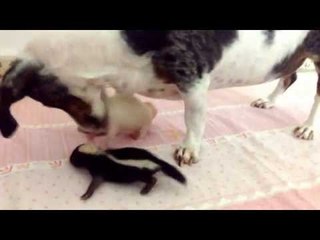 Caring Dog Looks After Baby Skunks