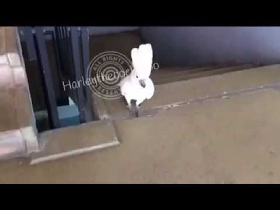 Steep Stairs Are No Match for This Courageous Cockatoo