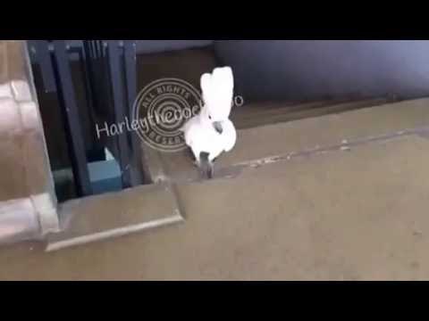 Steep Stairs Are No Match for This Courageous Cockatoo