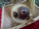 Curious Sloth Cautiously Investigates Camera