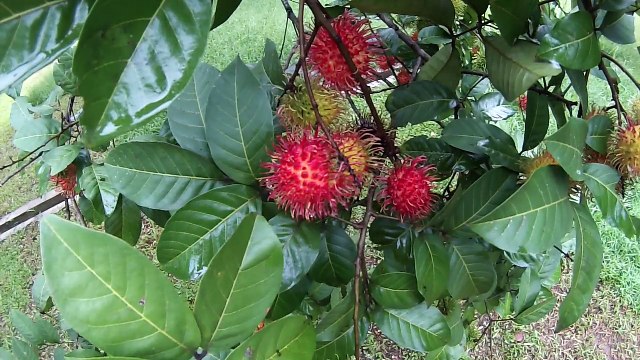 Rafting Bogor Alamanda ( Trip n Cheers Club )