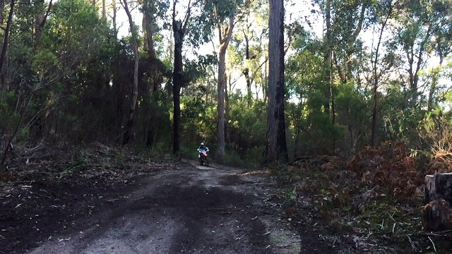 Dirt Bike Wheelie Around the Gumtree