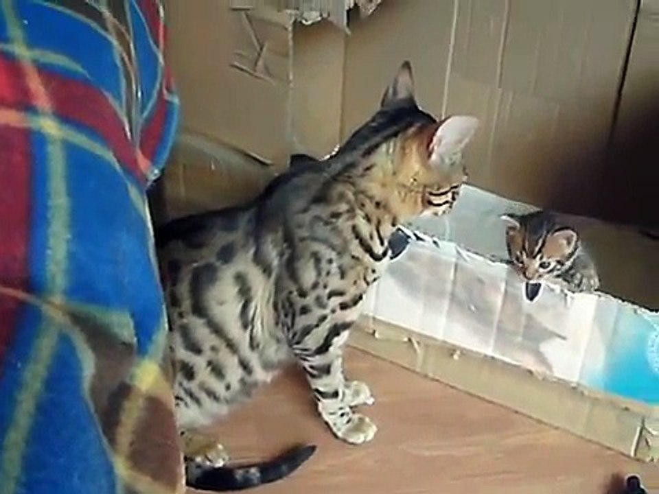 Gatinha mãe a falar com gatinhos bebés