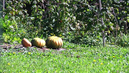 C'est pas mal chez vous - Mont-Saint-Martin