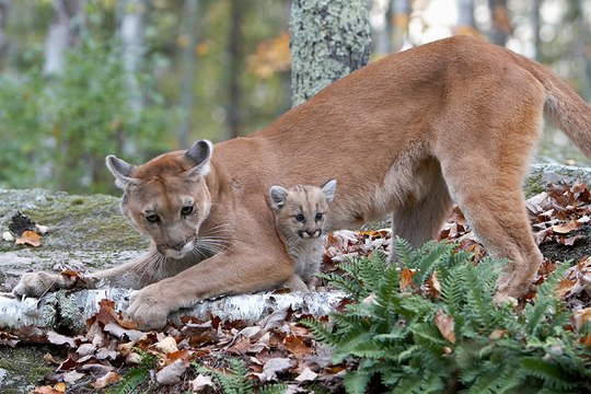 Пума. Хищники. Большие кошки. Документальный фильм National Geographic