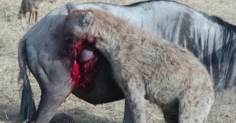 Sırtlan Avını Canlı Canlı Yedi!