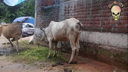 Ghost Video 2016, Horror Clips on Cow