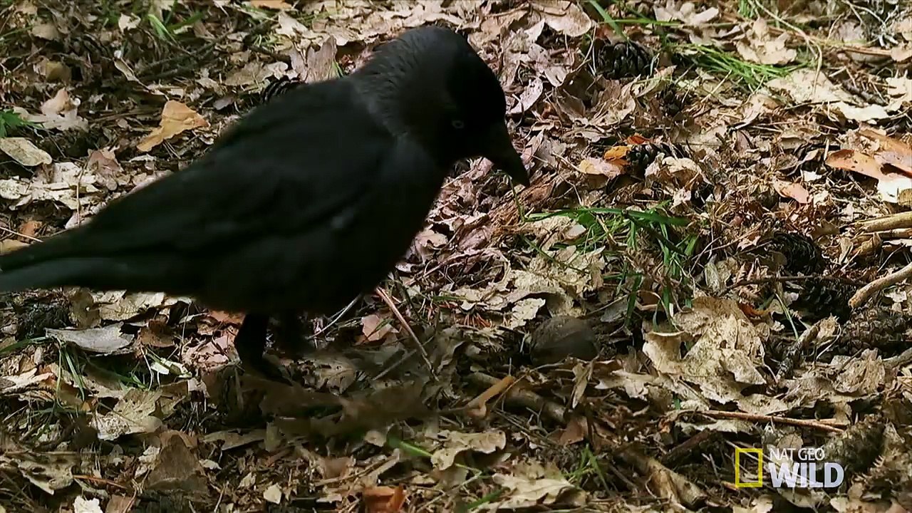 An Acid Bird Bath - Wildest Wonders