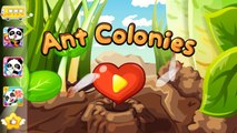 Ant Colonies Learn workers, soldiers, and the queen ants by Baby Bus, game for Baby or Toddlers