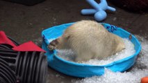 Un ourson polaire se baigne dans une piscine de glaçons