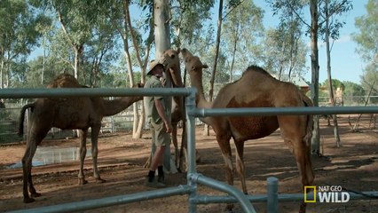 Three Crazy Camels! - Kangaroo Dundee