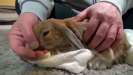 Mira la reacción de este Conejo que se hizo viral