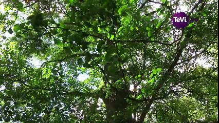 L'avenir de l'arbre à Cherbourg en Cotentin