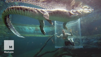 'Cage of Death' dunks you into dangerous crocodile tank