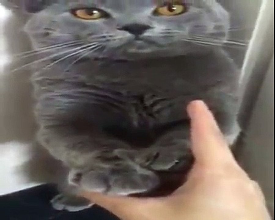 funny cat kindest world  2016 ^.^