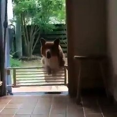 Funny Videos Of Funny Human -Babies - Students - Animals - Do Not Laugh Challenge 2016