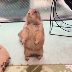 Funny Videos Of Funny Human -Babies - Students - Animals - Do Not Laugh Challenge 2016