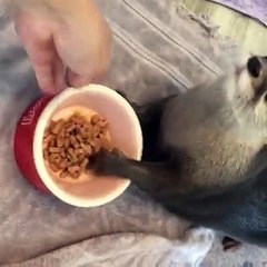 Funny Videos Of Funny Human -Babies - Students - Animals - Do Not Laugh Challenge 2016