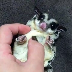 Funny Videos Of Funny Human -Babies - Students - Animals - Do Not Laugh Challenge 2016