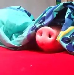 Funny Videos Of Funny Human -Babies - Students - Animals - Do Not Laugh Challenge 2016